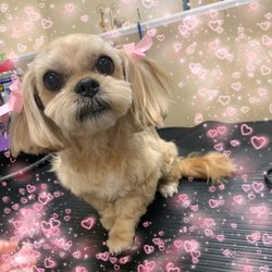 Kim's Pet Salon