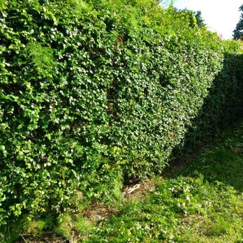 Get Her Done Lawn Service - a green hedge - Landscaping Near Me Get Her Done Lawn Service - a green hedge - Landscaping Near Me