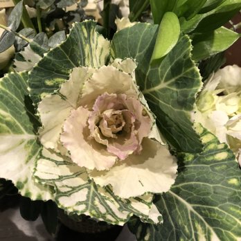 Garden Gate - Cabbage rose? - Florists Near Me - Yorba Linda, California Garden Gate - Cabbage rose? - Florists Near Me - Yorba Linda, California