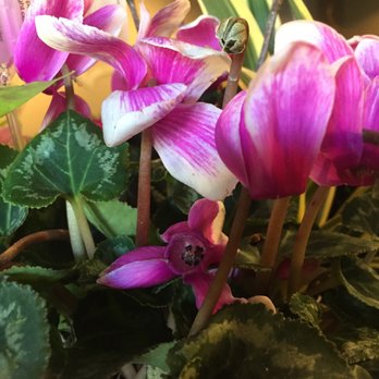 Wes' Flowers - Florists Near Me - Temecula, California