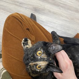 My tortoiseshell, Batty! A little nervous baby. My tortoiseshell, Batty! A little nervous baby.