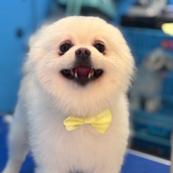 Pawfect Express Pet Spa - Pet Groomers Near Me - Montebello, California