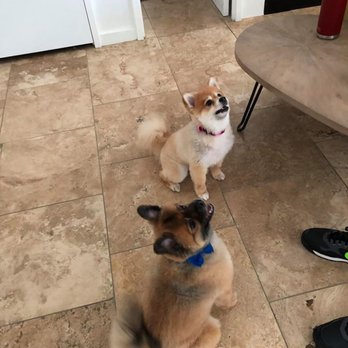 All Dogs Grooming Honolulu - Pet Groomers Near Me - Honolulu, Hawaii