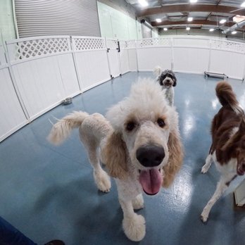 24 Hour Dog Daycare - Pet Boarding Near Me - Escondido, California 24 Hour Dog Daycare - Pet Boarding Near Me - Escondido, California