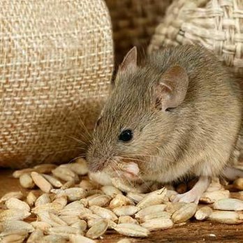 Paragon Pest Control - untitled - Pest Control Near Me - Truckee, California Paragon Pest Control - untitled - Pest Control Near Me - Truckee, California