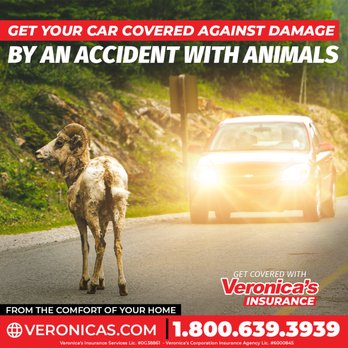 Veronica's Insurance - Visite https://veronicasinsurance.com/ para una cotización. - Home & Rental Insurance Near Me - El Monte, California Veronica's Insurance - Visite https://veronicasinsurance.com/ para una cotización. - Home & Rental Insurance Near Me - El Monte, California
