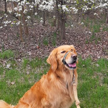 Animal House Services - the family dog - enjoying a walk with Lisa - Dog Walkers Near Me - Chalfont, Pennsylvania