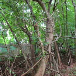 Phenix-Harris River Walk - A viney place