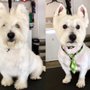 Photo of Rose & Friends Pet Care