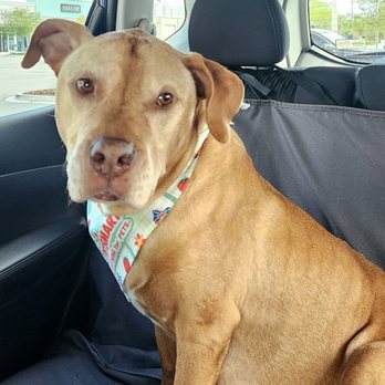 PetSmart - Simba's fresh and clean! Thanks Ava;))) - Pet Stores Near Me - Jacksonville Beach, Florida