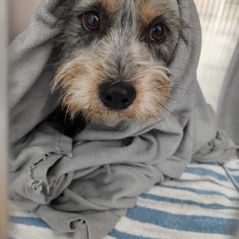 Bradford Pet Hospital - Veterinarians Near Me - Olathe, Kansas Bradford Pet Hospital - Veterinarians Near Me - Olathe, Kansas