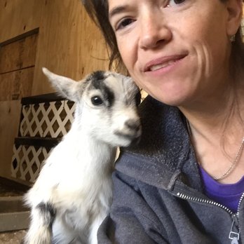 Amber Waves Pygmy Goats & Silkies - Pet Stores Near Me - Norco, California