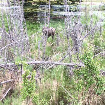 Anchorage Trolley Tours - Moose! - Tours Near Me - Anchorage, Alaska Anchorage Trolley Tours - Moose! - Tours Near Me - Anchorage, Alaska