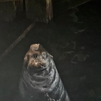 Buoy Beer - Famous Mr. Sea Lion with a yellow tinted Mohawk...This is for real! - Brewpubs Near Me - Astoria, Oregon