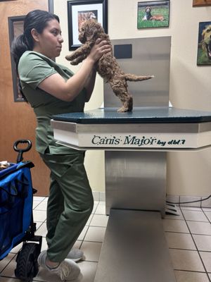 Lewisville Animal Hospital