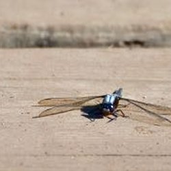 Delta Lodge - Awesome dragonflies everywhere!