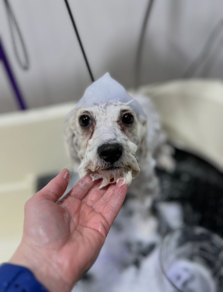 Boujee Barkers Image