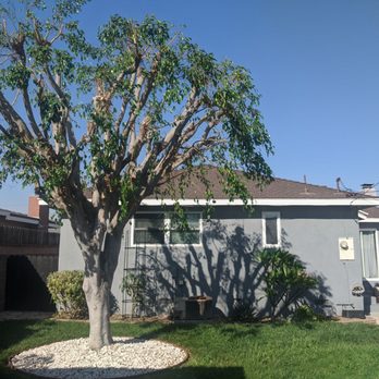 tree service - Focus tree after - Tree Services Near Me tree service - Focus tree after - Tree Services Near Me