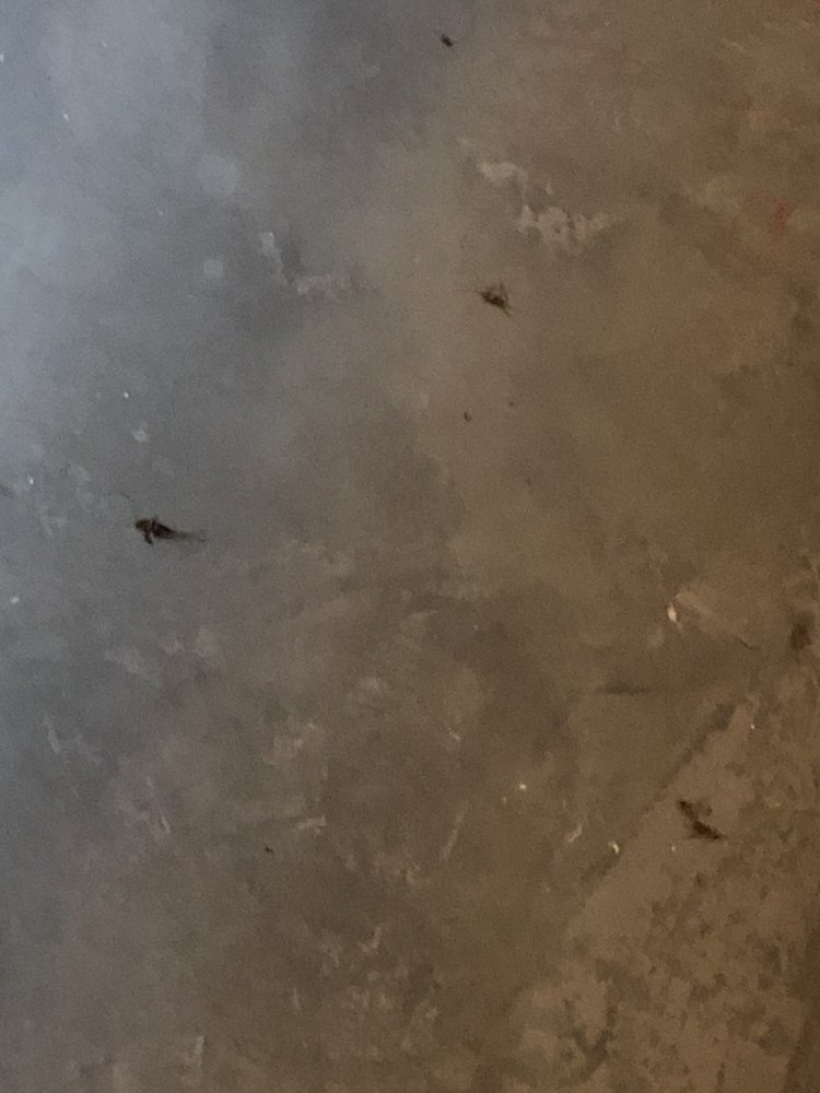 PITBULL PEST CONTROL Updated August 2024 41 Photos & 66 Reviews