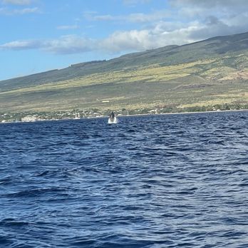 Makai Adventures - 1 month old whale breaching! - Boat Charters Near Me - Lahaina, Hawaii