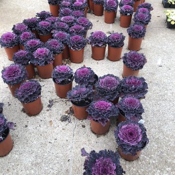 Bruce Miller Nursery - Cabbage - Nurseries & Gardening Near Me - Richardson, Texas