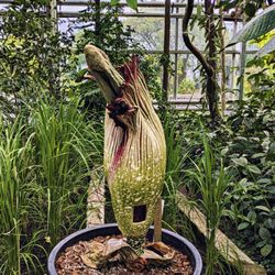 Botanischer Garten - Titanwurz, abgeblüht (11/2025)