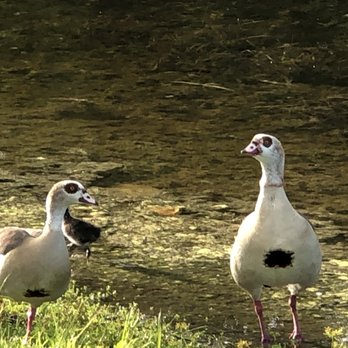 Fig Tree Park - Egyptian Geese - Parks Near Me - Plantation, Florida