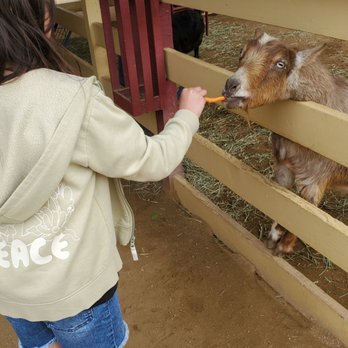 River Street Ranch - Feeding goats - Petting Zoos Near Me - San Juan Capistrano, California River Street Ranch - Feeding goats - Petting Zoos Near Me - San Juan Capistrano, California
