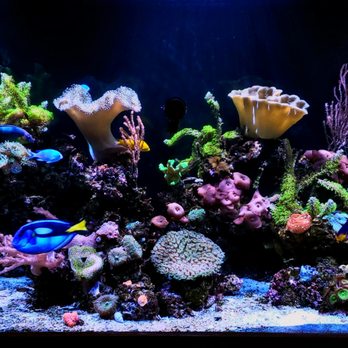 reef aquariums near me