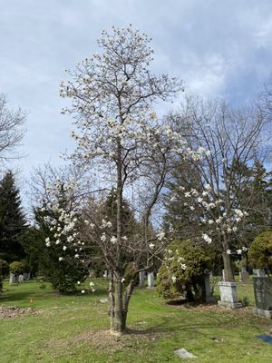 Mount Pleasant Cemetery by null