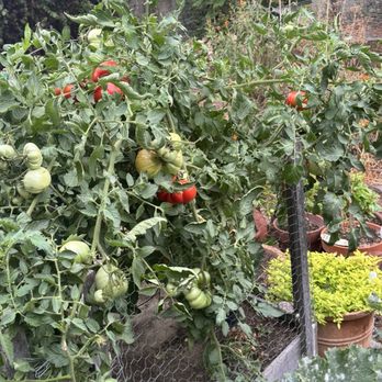 Armstrong Garden Centers - Beefsteak and Celebration, organic tomatoes. - Nurseries & Gardening Near Me - Claremont, California Armstrong Garden Centers - Beefsteak and Celebration, organic tomatoes. - Nurseries & Gardening Near Me - Claremont, California
