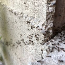 Simply Safer Kansas City - Perimeter pest control. Ant control.