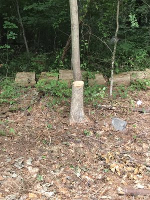 Brennan Tree & Landscaping