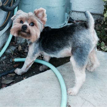 Paris' Pampered Pets - Here's my other Yorkie, Mojo. He's very handsome now! Thank you, Paris! - Pet Groomers Near Me - Vista, California Paris' Pampered Pets - Here's my other Yorkie, Mojo. He's very handsome now! Thank you, Paris! - Pet Groomers Near Me - Vista, California