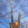 Photo of Lodema Tree Service