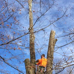 Lodema Tree Service - Tree trimming and pruning in NJ
