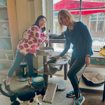 The Cat Cafe - Coffee & Tea Near Me - San Diego, California The Cat Cafe - Coffee & Tea Near Me - San Diego, California
