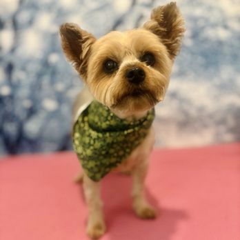 Parkers Paws - Pet Groomers Near Me Parkers Paws - Pet Groomers Near Me