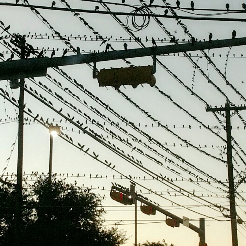 H-E-B - Is this where they filmed The Birds?? - Grocery Near Me - Austin, Texas H-E-B - Is this where they filmed The Birds?? - Grocery Near Me - Austin, Texas