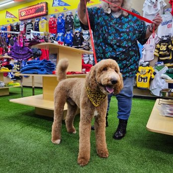 Dawg Team Apparel USA - Book Your Grooming Session Today 901-310-4773 - Pet Stores Near Me - Memphis, Tennessee Dawg Team Apparel USA - Book Your Grooming Session Today 901-310-4773 - Pet Stores Near Me - Memphis, Tennessee