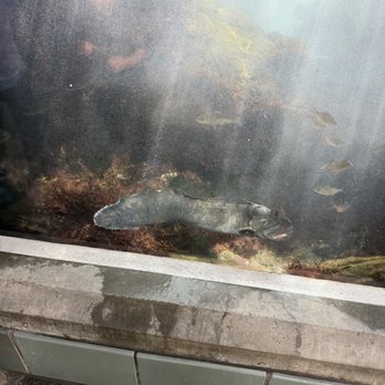 Monterey Bay Aquarium - Aquariums Near Me - Monterey, California Monterey Bay Aquarium - Aquariums Near Me - Monterey, California