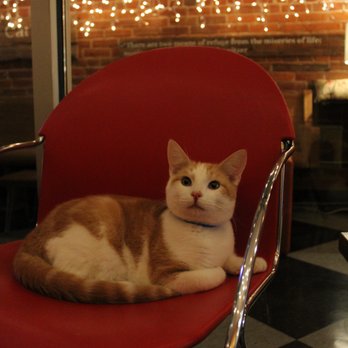 River Kitty Cat Cafe - Themed Cafes Near Me - Evansville, Indiana