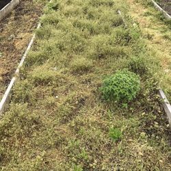 Cornell Cooperative Extension of Nassau County - My plot of land.