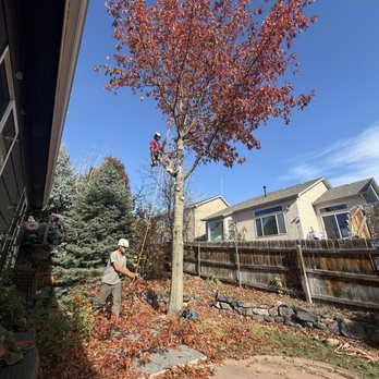 A-Class Tree Service - Tree removal - Tree Services Near Me - Colorado Springs, Colorado A-Class Tree Service - Tree removal - Tree Services Near Me - Colorado Springs, Colorado