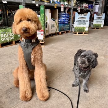 Doggy Dreams Grooming - Visiting our favorite hardware store while showing off our new 'dos. Bell bottoms on #GingerTBiscuit are exactly how we wanted them. - Pet Groomers Near Me - Monmouth, Oregon Doggy Dreams Grooming - Visiting our favorite hardware store while showing off our new 'dos. Bell bottoms on #GingerTBiscuit are exactly how we wanted them. - Pet Groomers Near Me - Monmouth, Oregon