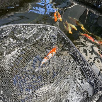 Alpine Koi & Reef - Gin rin sanke and crew - Local Fish Stores Near Me - Fort Collins, Colorado Alpine Koi & Reef - Gin rin sanke and crew - Local Fish Stores Near Me - Fort Collins, Colorado