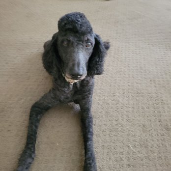 Momos Pet Grooming - What did they do to me. - Pet Groomers Near Me - Norco, California Momos Pet Grooming - What did they do to me. - Pet Groomers Near Me - Norco, California
