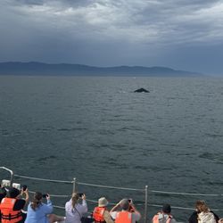 Vallarta Tours