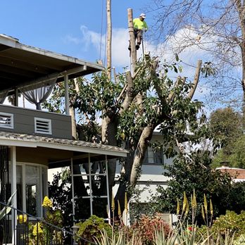 Andrew Tree Service - Finishing the job - Landscaping Near Me - Riverside, California Andrew Tree Service - Finishing the job - Landscaping Near Me - Riverside, California