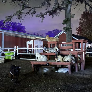 Sonny Acres Farm - goats at petting zoo - Pumpkin Patches Near Me - West Chicago, Illinois